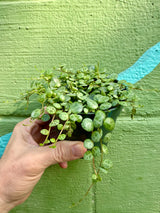 4” Peperomia 'String of Turtles'
