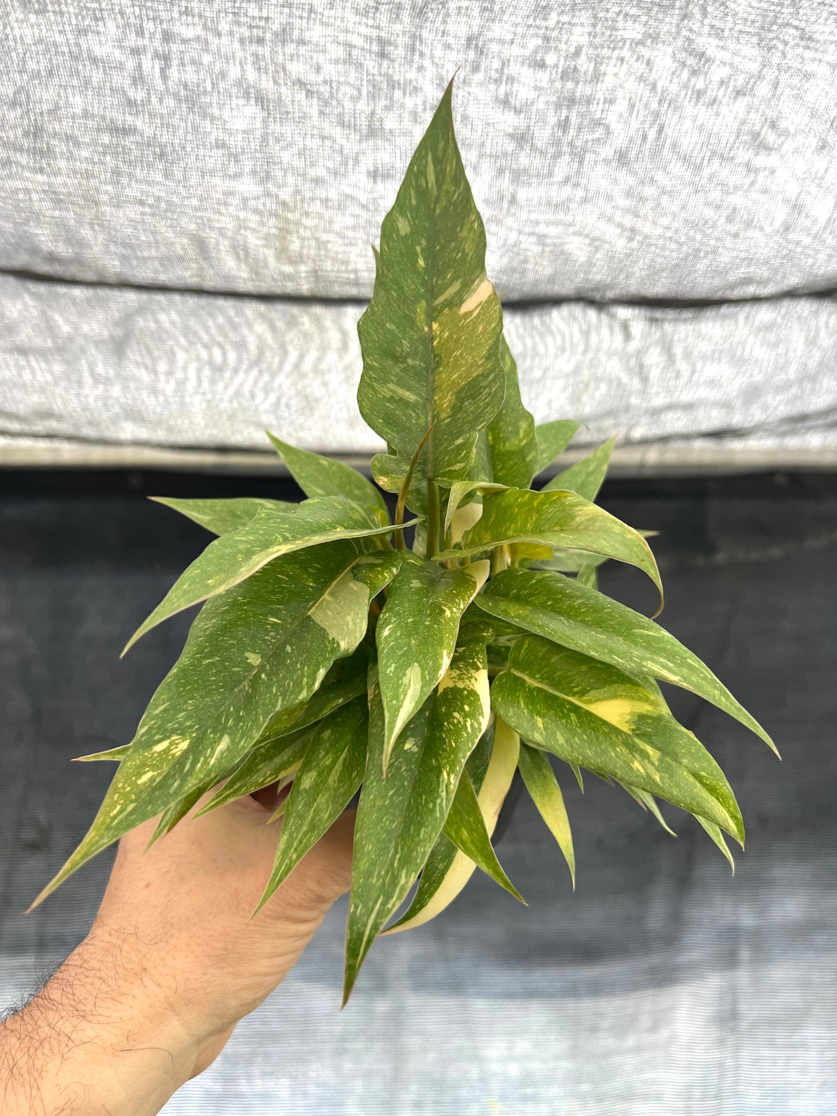 4" Philodendron Ring of Fire