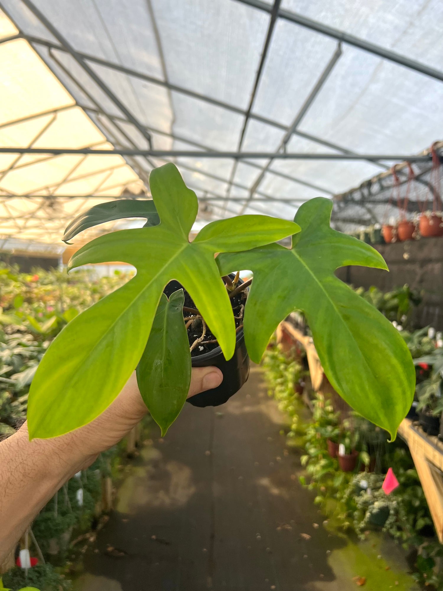 philodendron 'florida' 4" Philodendron 'Florida' – Canopy Plant Co