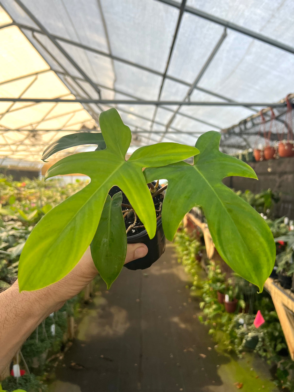 4" Philodendron Florida