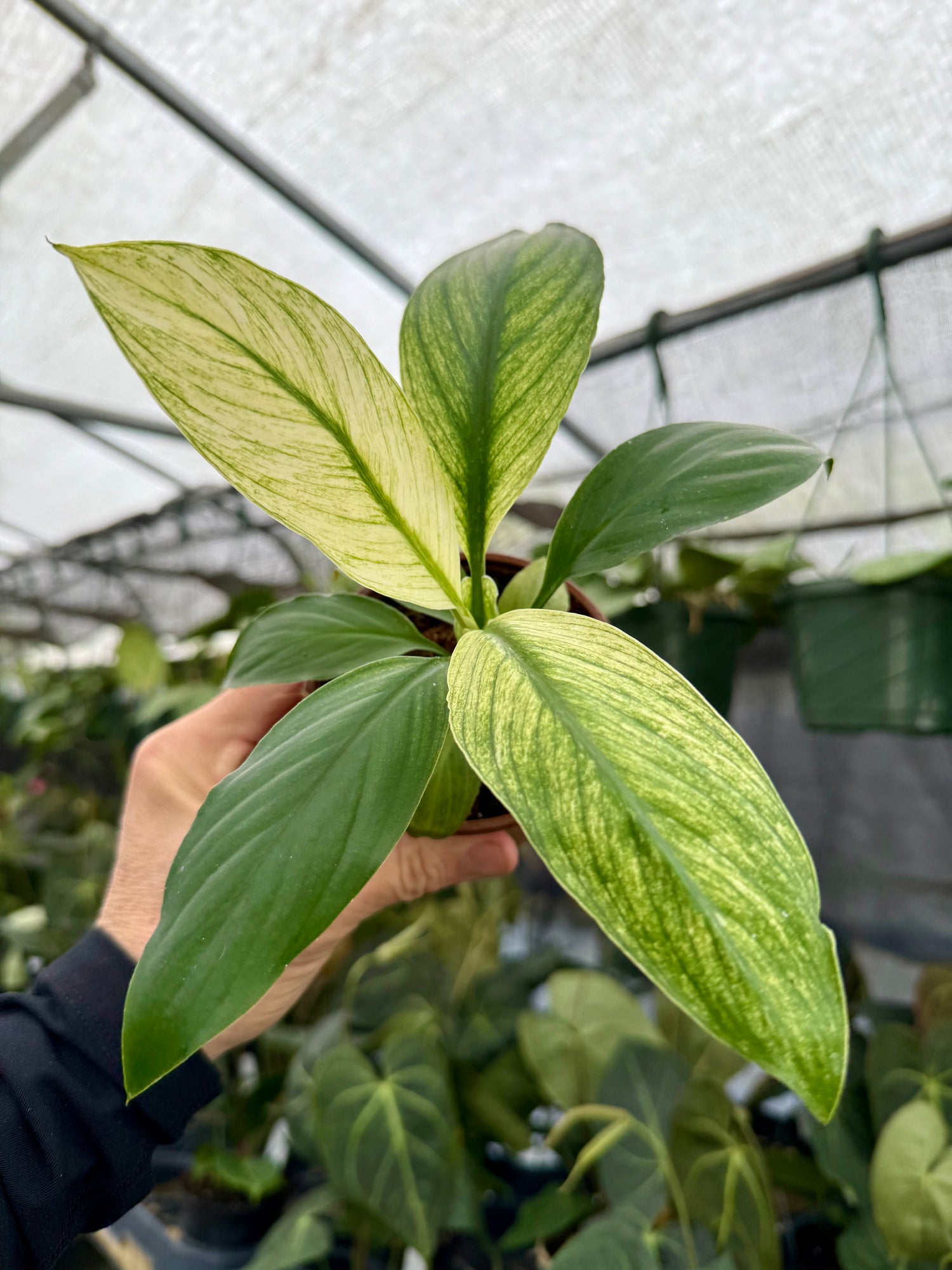 peace lily sensation care 4” Spathiphyllum 'Sensation' (mint) – Canopy Plant Co