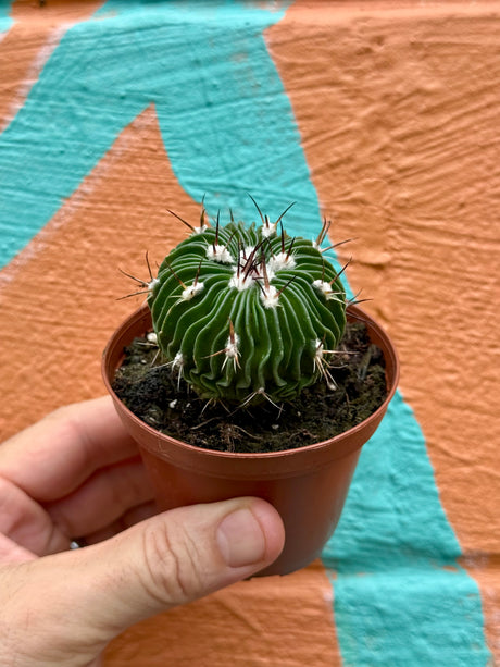 3" Stenocactus multicostatus 'Brain Cactus' - Canopy Plant Co.