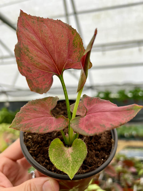 4" Syngonium 'Orm Nak'