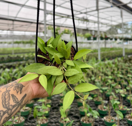 4" Hoya nabawanensis hanging basket - Canopy Plant Co.