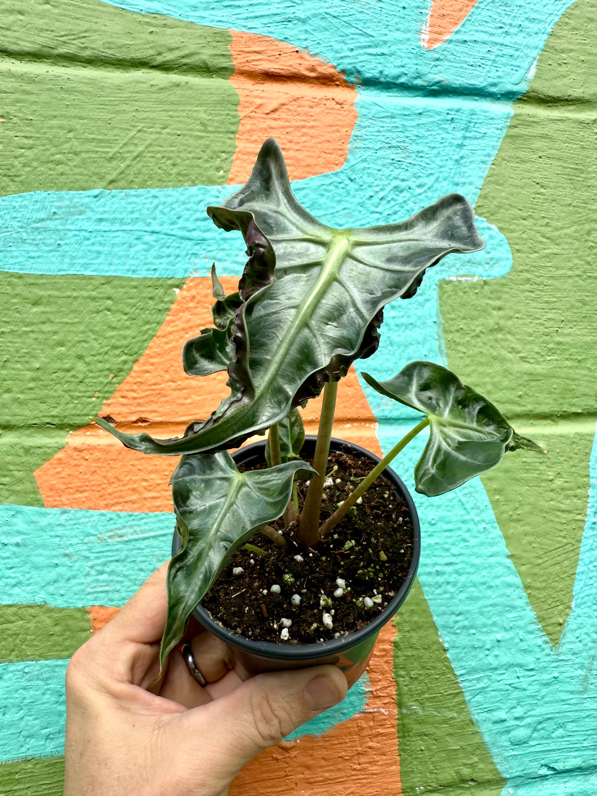 4" Alocasia ‘Loco’