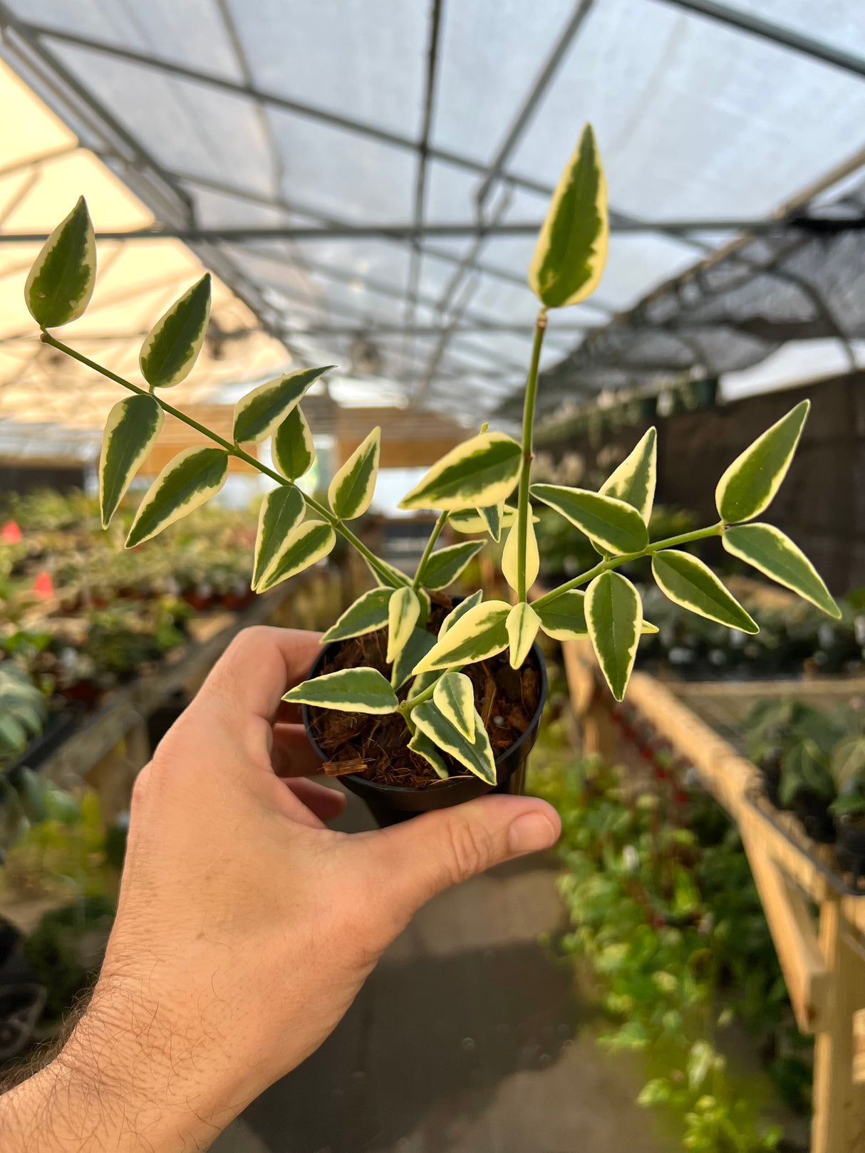 3” Hoya Bella (outer variegated)