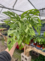 6" Monstera adansonii variegated 'Mint'