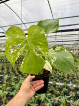6” Monstera ‘White Monster’