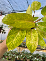 4" Philodendron Painted Lady