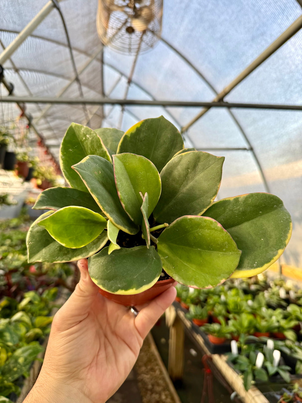 6" Hoya pachyclada outer variegated - Canopy Plant Co.