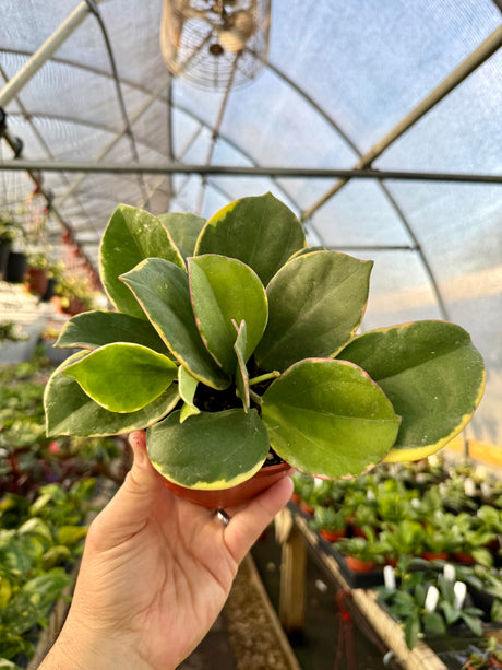 6" Hoya pachyclada outer variegated - Canopy Plant Co.
