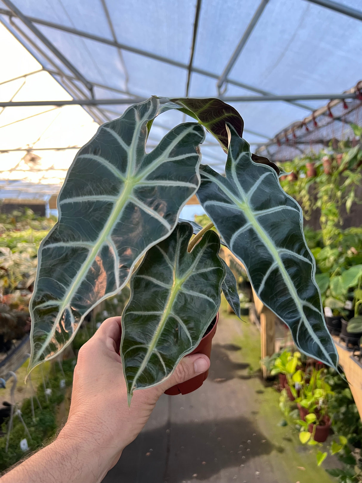 4" Alocasia Polly