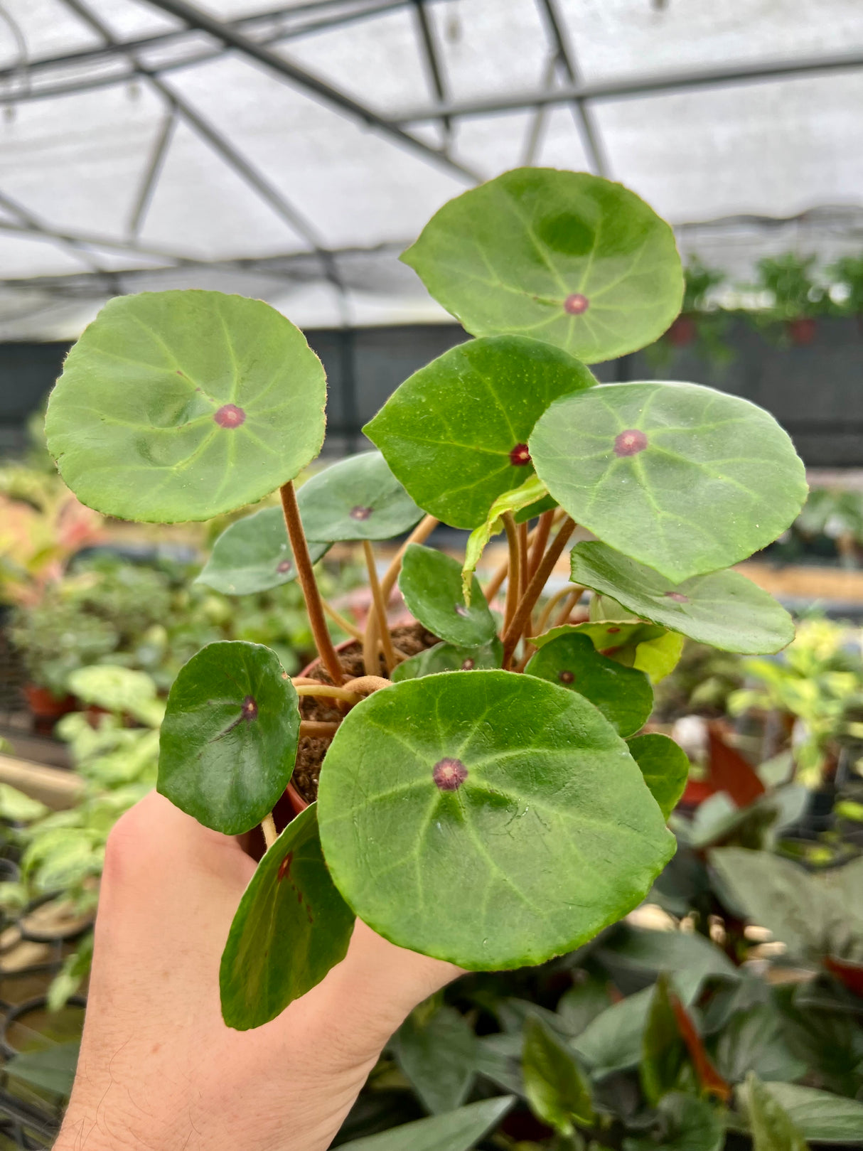 4" Begonia conchifolia var. rubrimacula