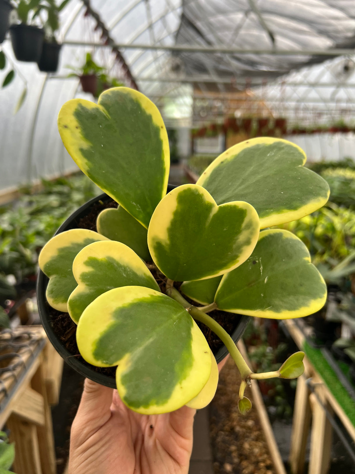 6" Hoya kerrii outer variegated