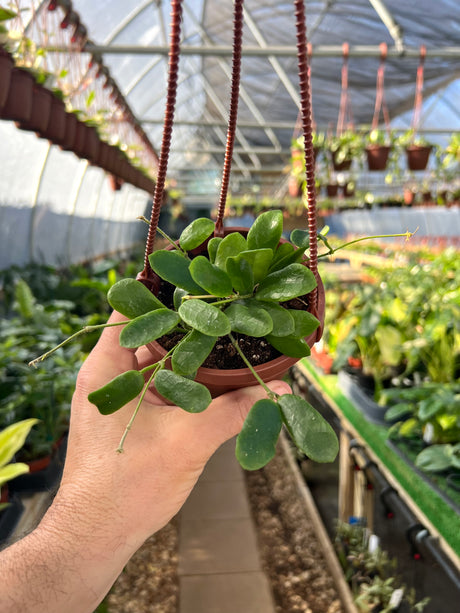 4” Hoya rotundiflora hanging basket