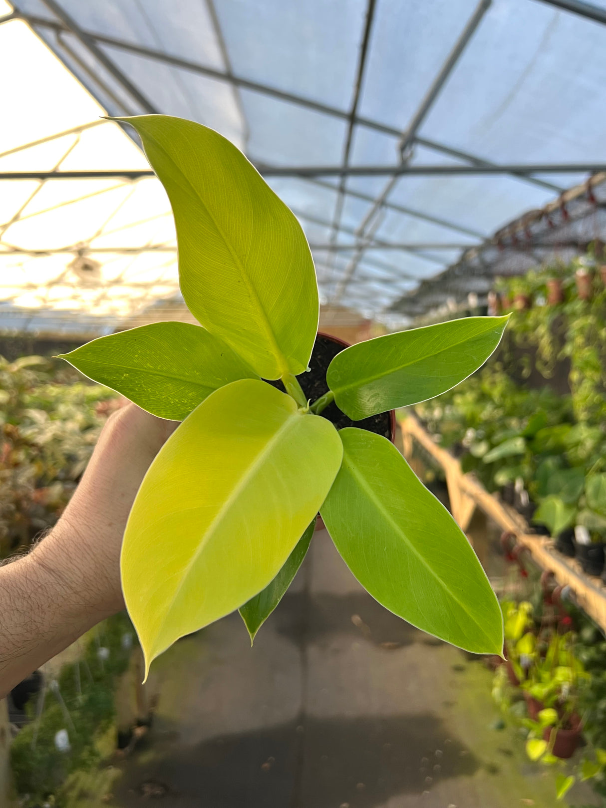 4" Philodendron Moonlight