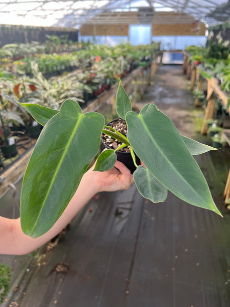 Philodendron spiritus sancti