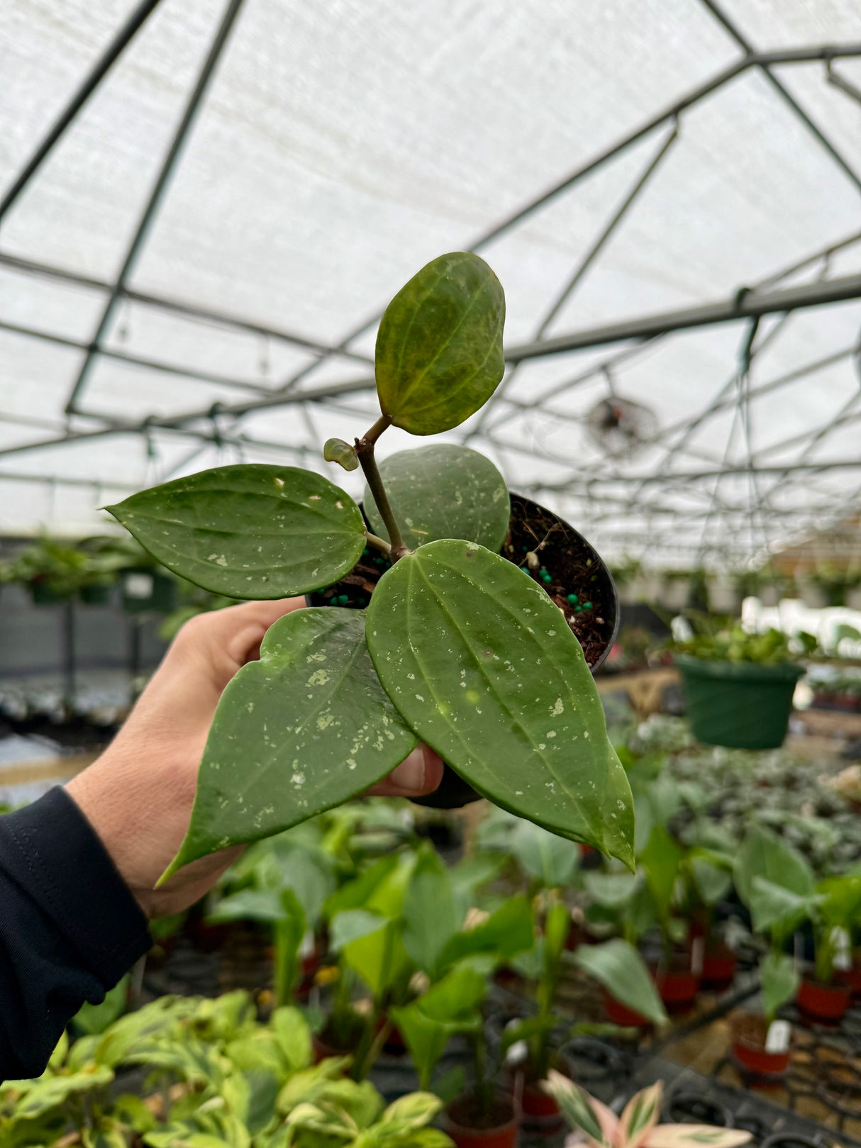 4” Hoya rangae 'Splash'