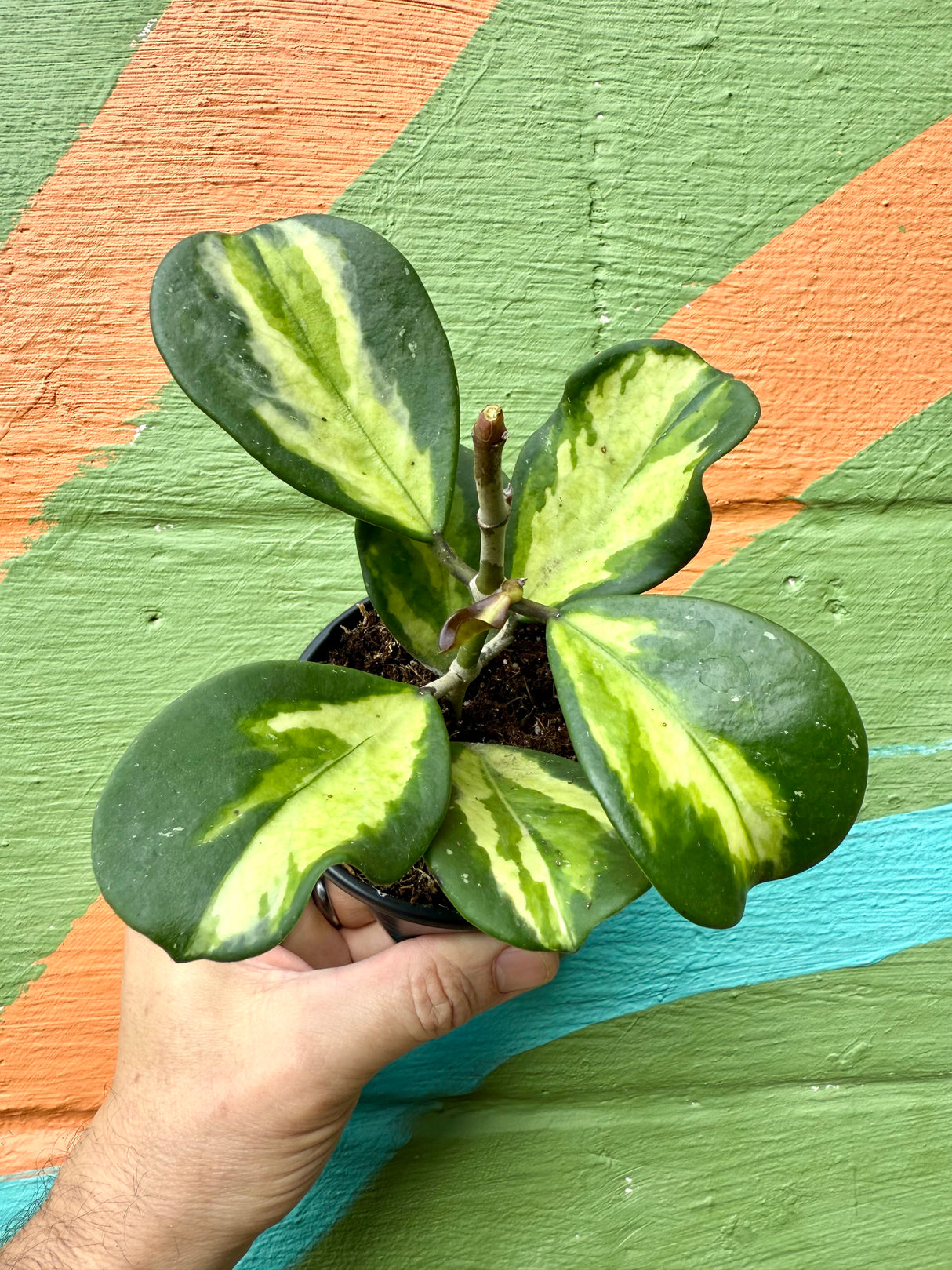 4" Hoya obovata inner variegated
