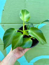 6" Philodendron rugosum