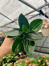 4” Scindapsus treubii 'Dark Form'