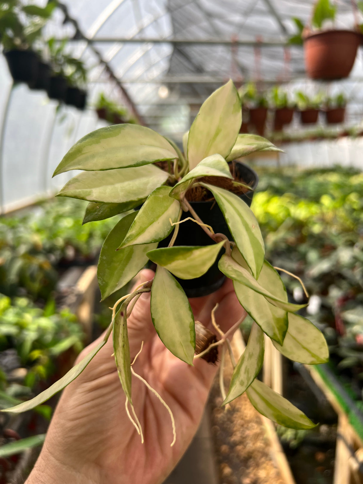 3" Hoya walliniana variegated