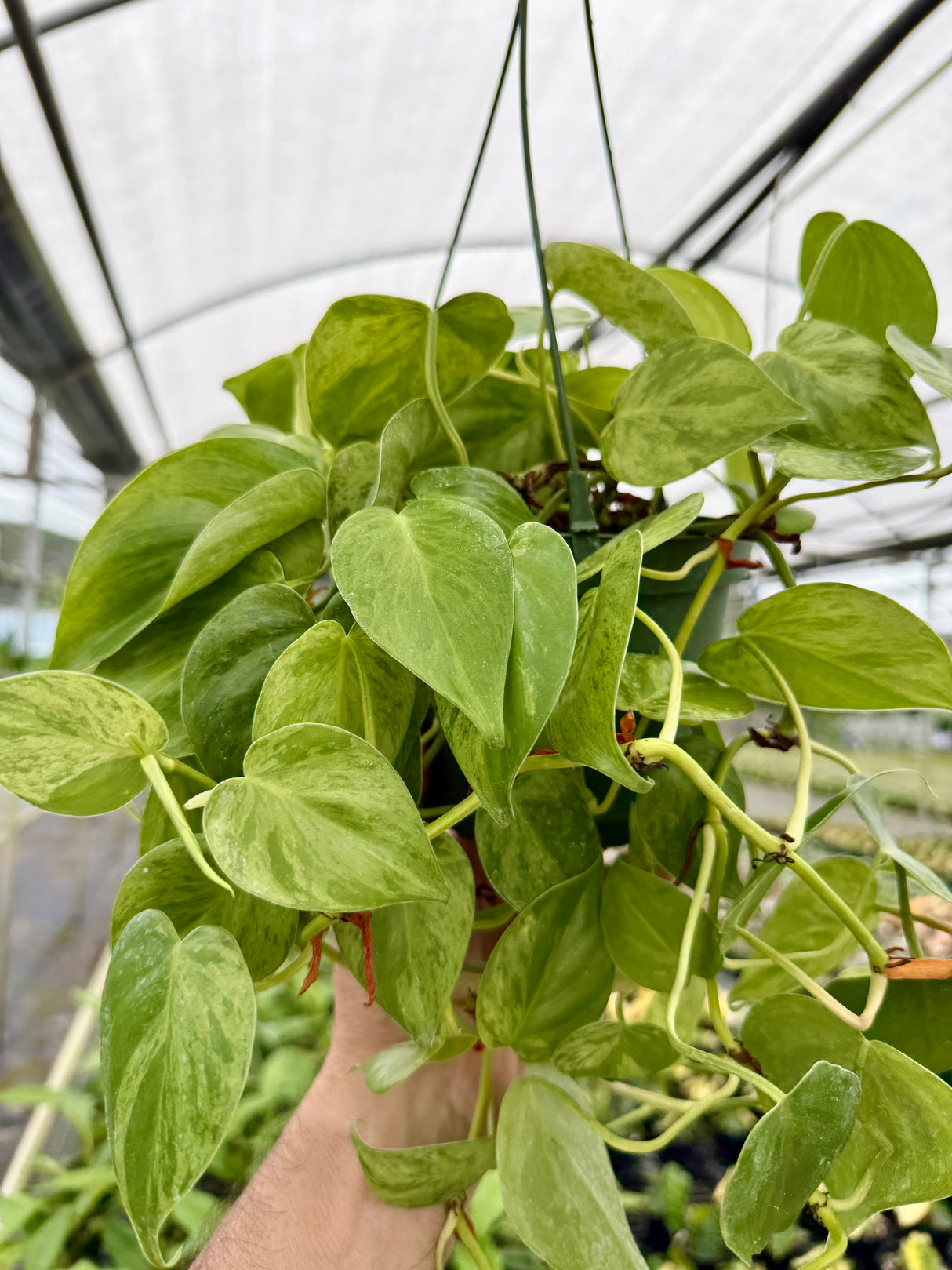 6” Philodendron hederaceum variegated 'Heart Leaf' hanging basket