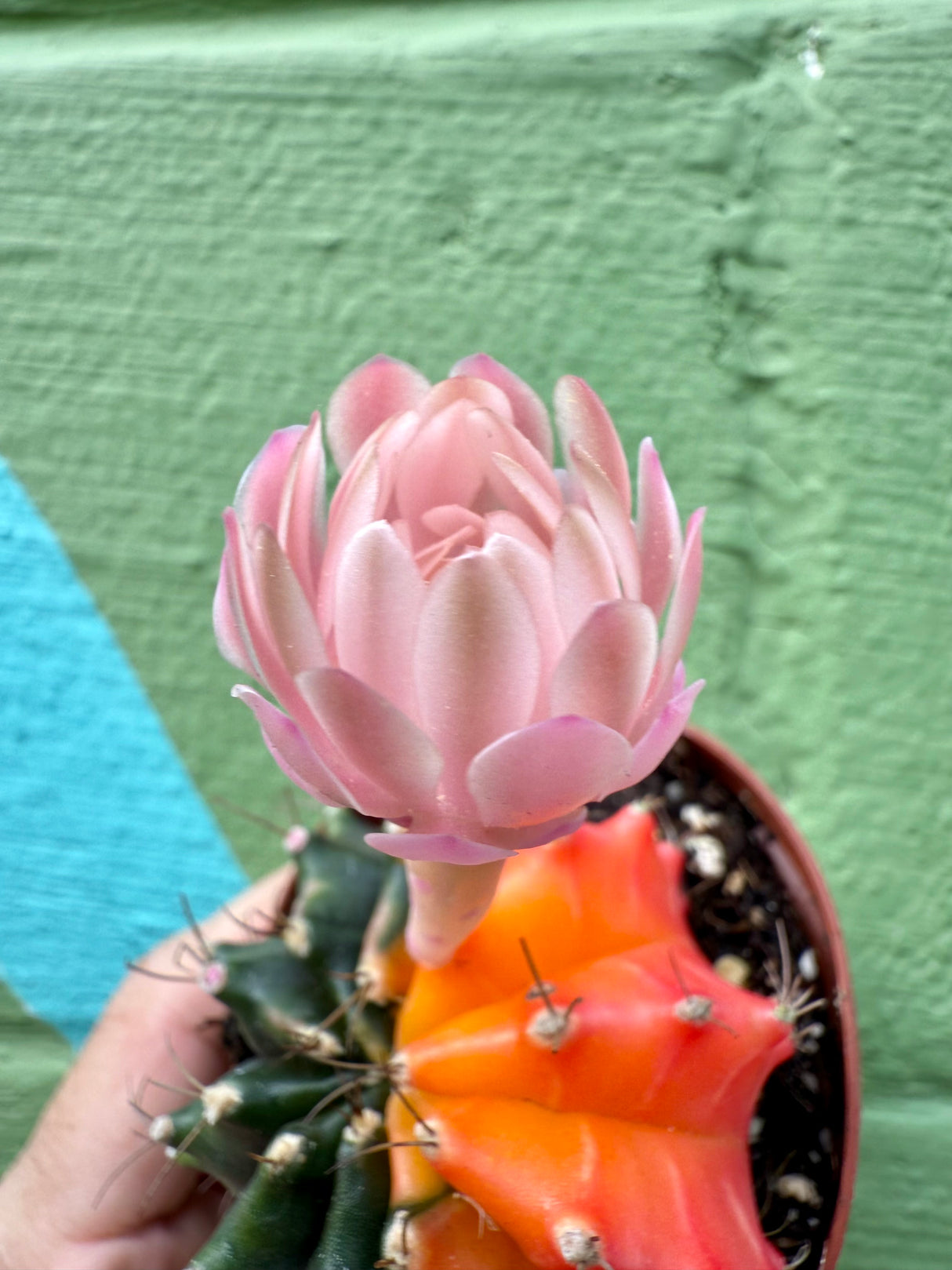 2.5" Gymnocalycium mihanovichii variegated - Canopy Plant Co.
