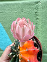 2.5" Gymnocalycium mihanovichii variegated - Canopy Plant Co.