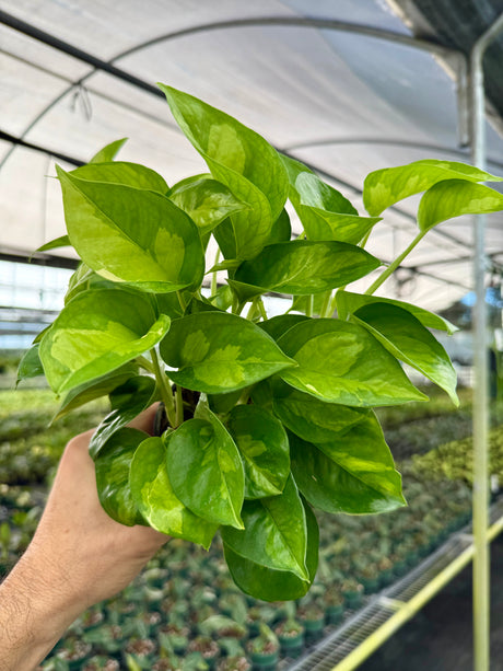 4” Pothos ‘Global Green’