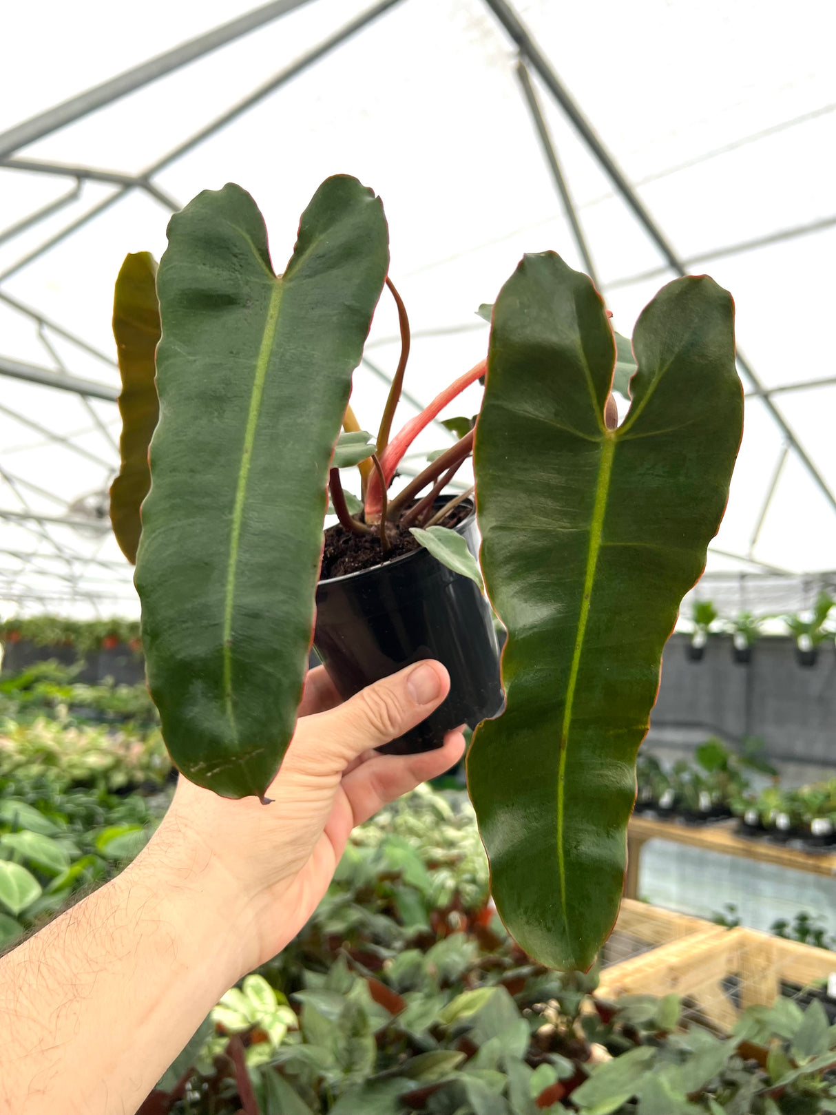 4" Philodendron billietiae x atabapoense 'Black' - Canopy Plant Co.