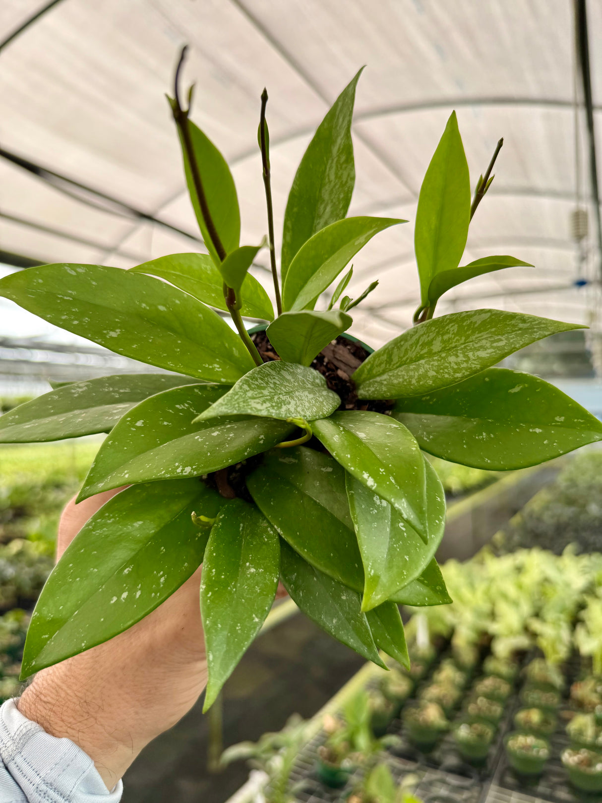 4" Hoya pubicalyx 'Splash'