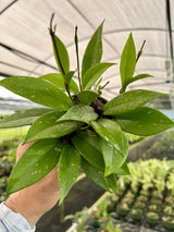 4" Hoya pubicalyx 'Splash'