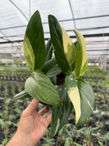 6" Monstera standleyana albo (white variegated) - Canopy Plant Co.