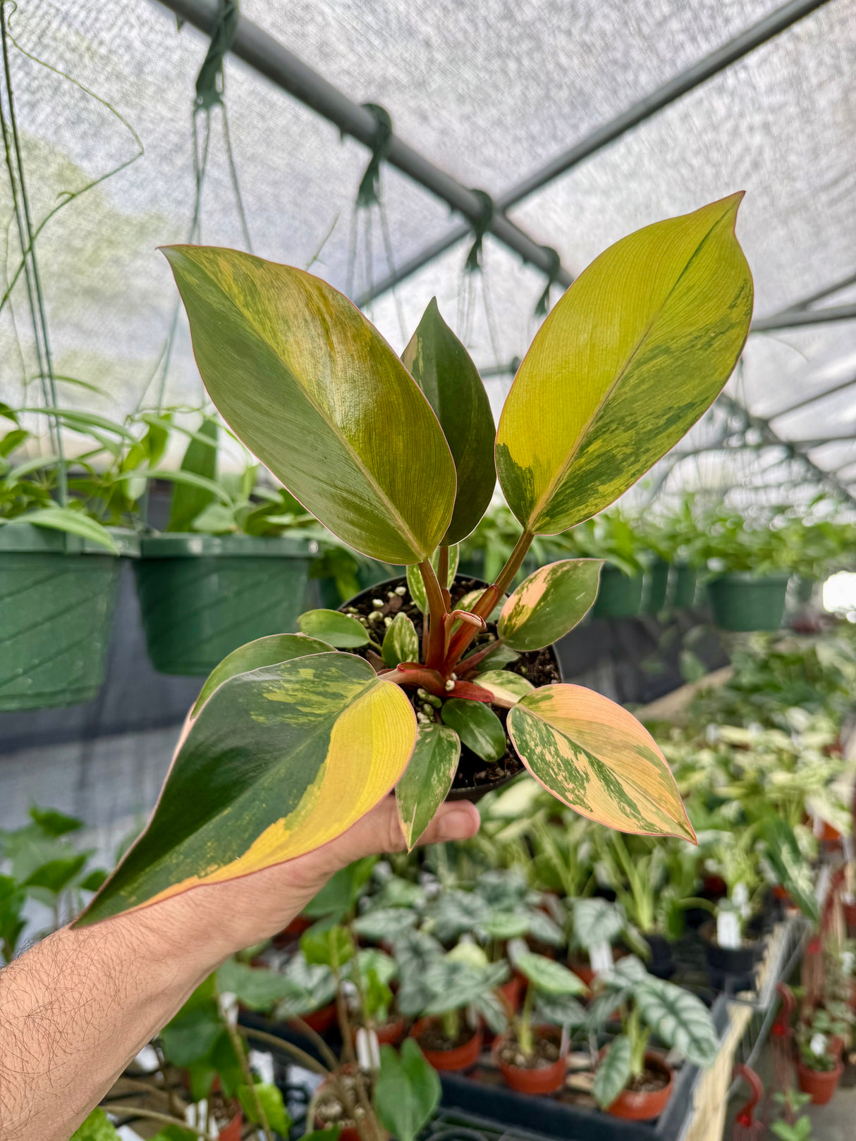 4" Philodendron 'Red Congo' variegated