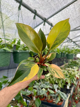 4" Philodendron 'Red Congo' variegated