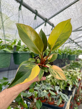 4" Philodendron 'Red Congo' variegated - Canopy Plant Co.