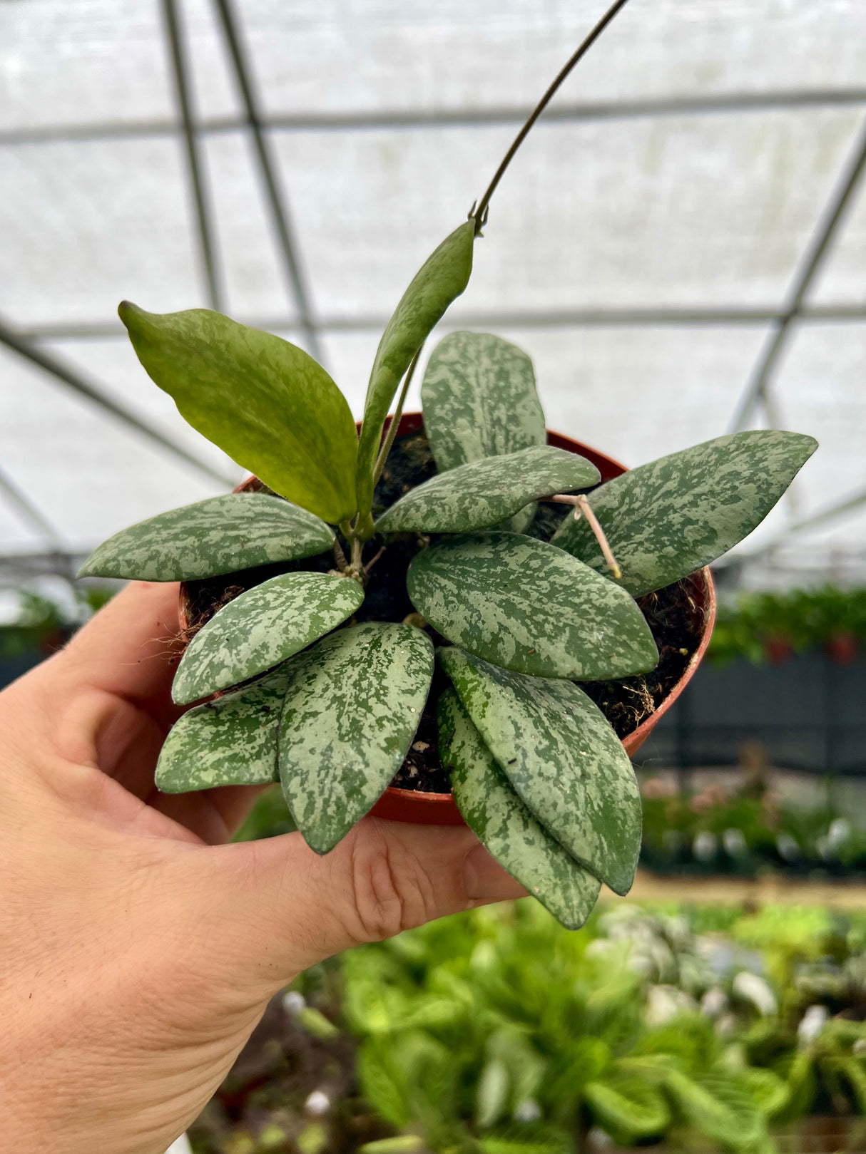 4" Hoya sigillatis sp. Borneo (round form)