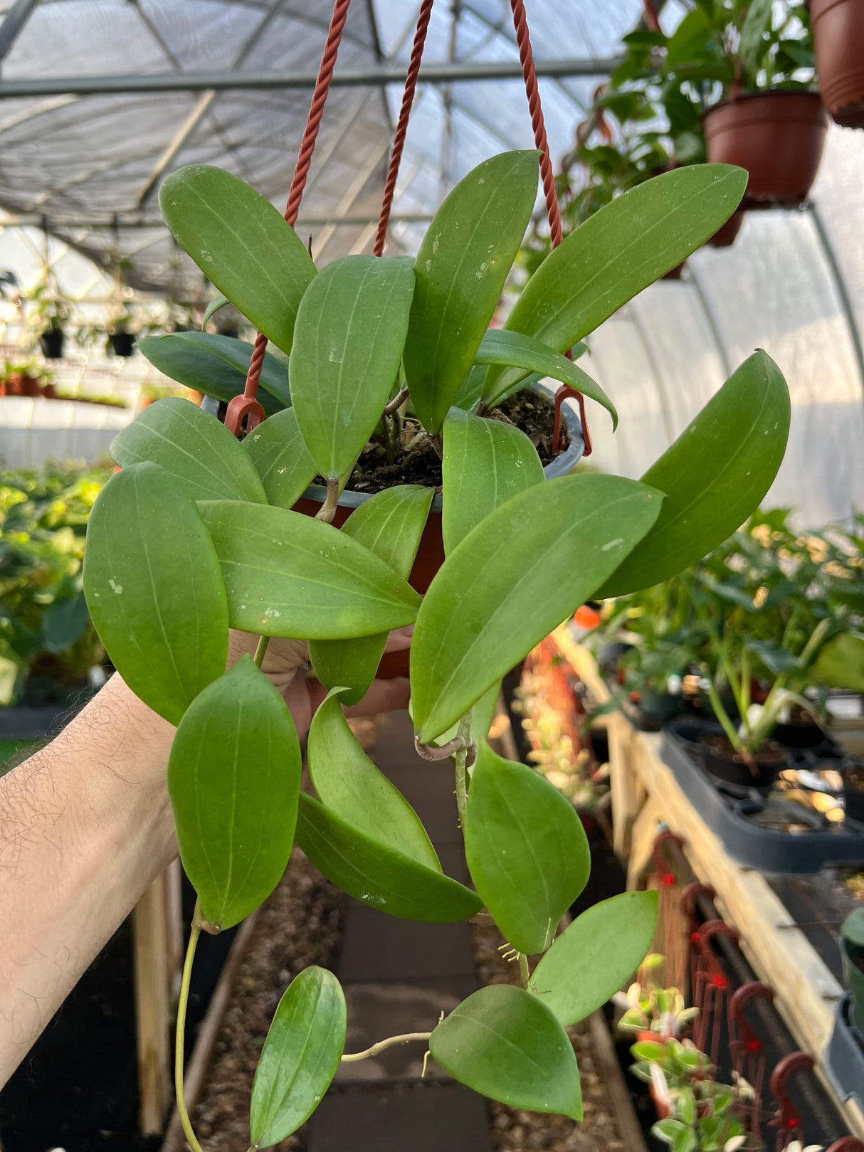 6" Hoya merrillii hanging basket