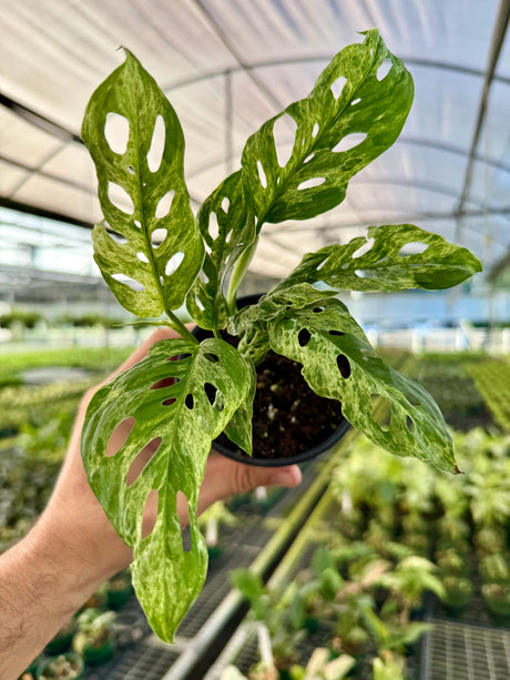 4” Monstera adansonii variegated (Mottled)