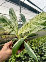 4" Epipremnum giganteum variegated