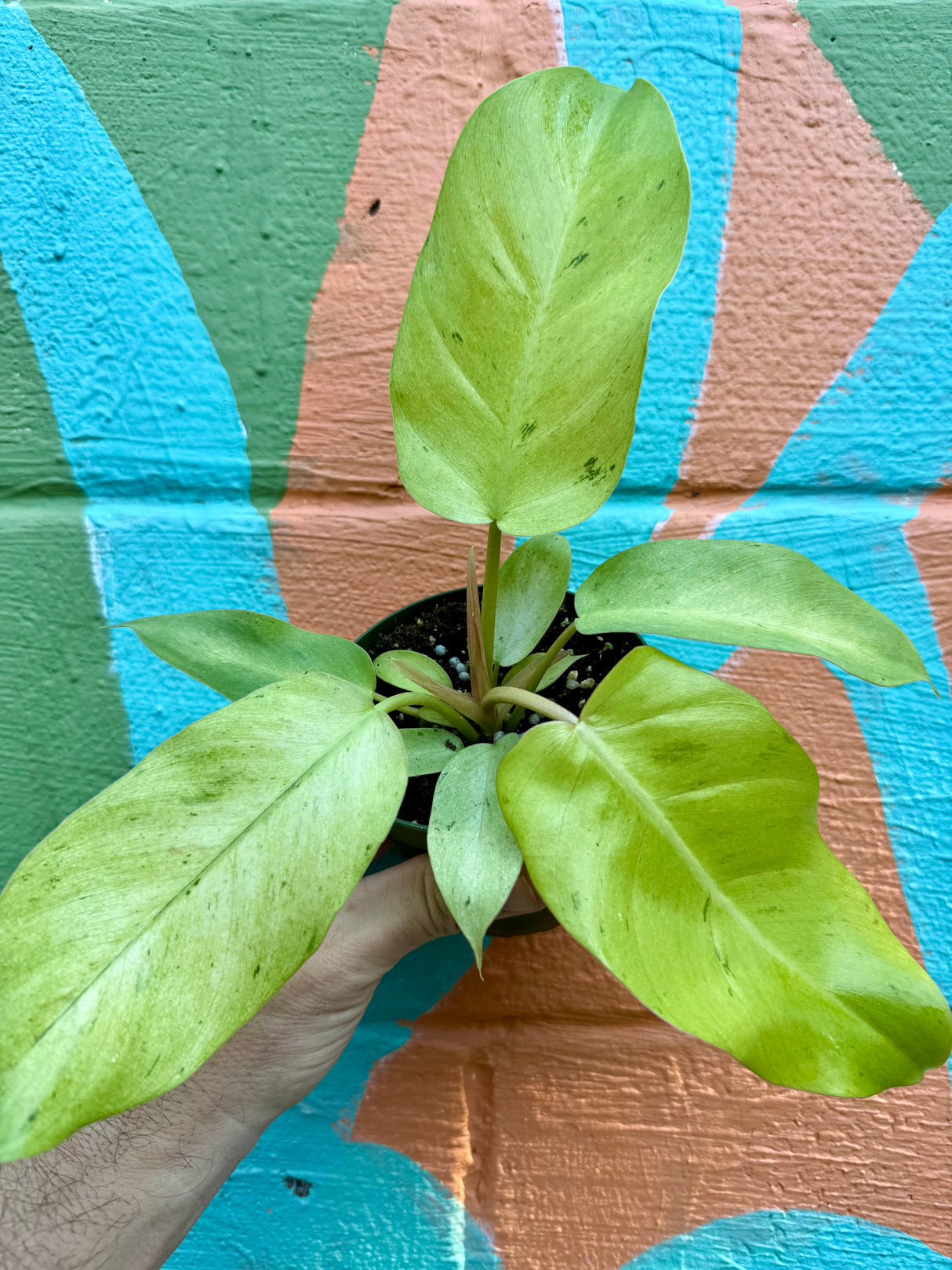 4" Philodendron ‘Snowdrift’