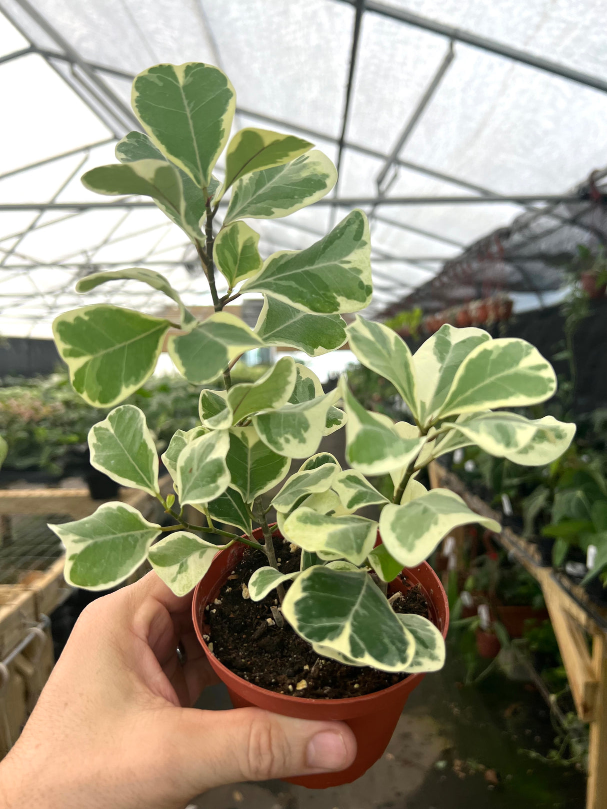 4" Ficus triangularis variegated