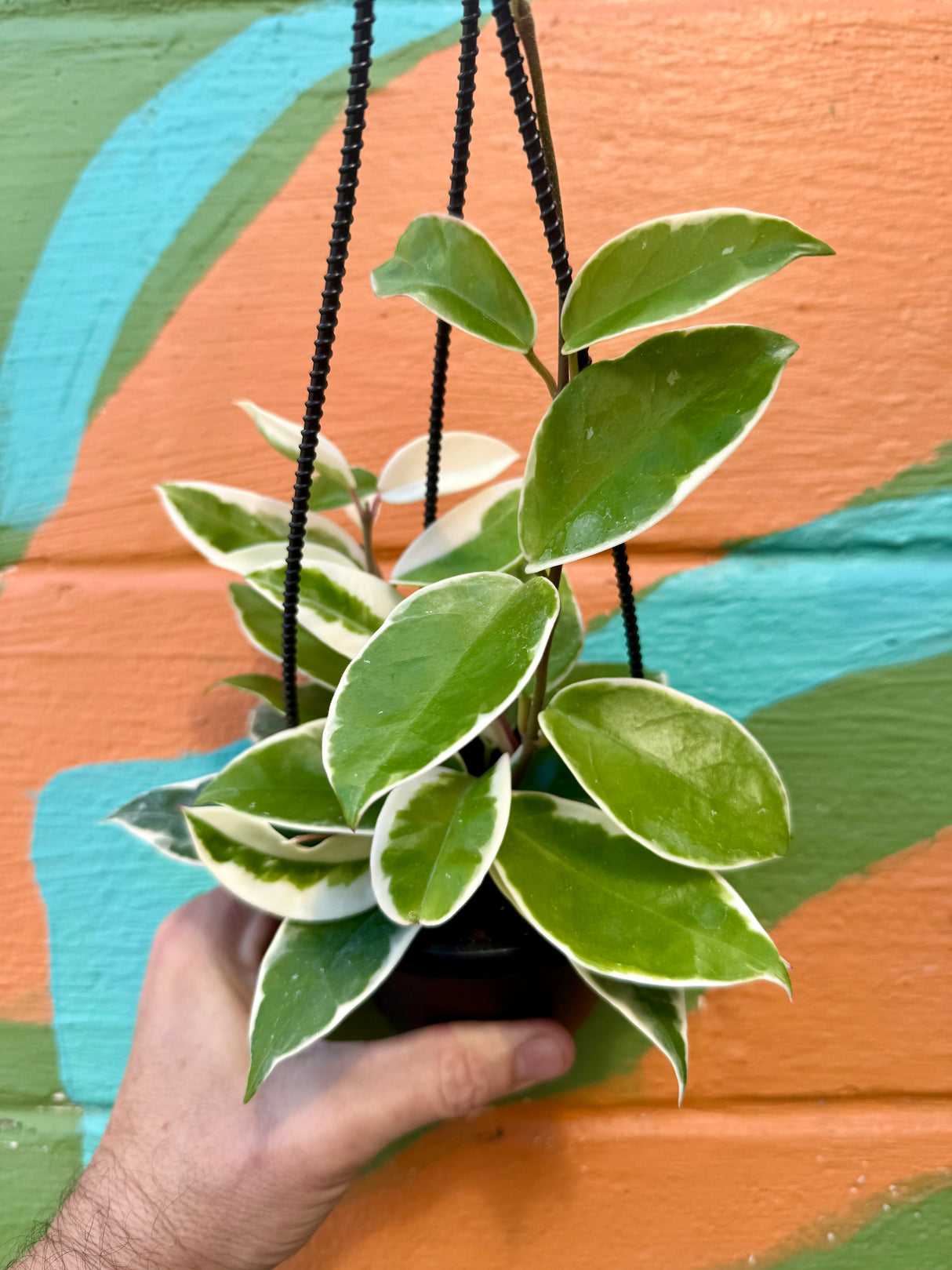 4" Hoya ‘Krimson Queen’ hanging basket