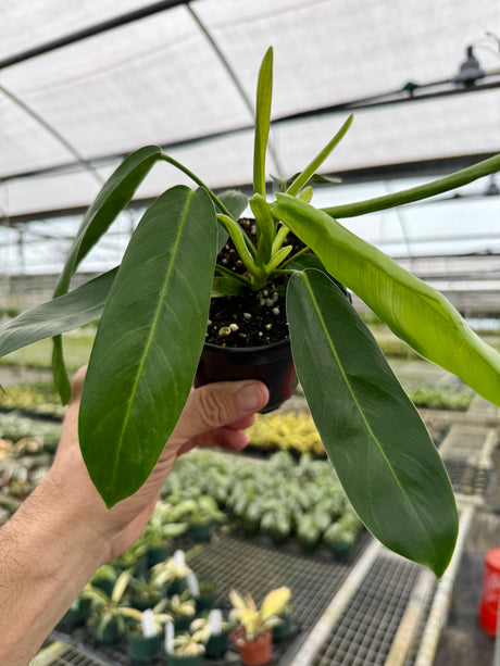 4" Philodendron patriciae
