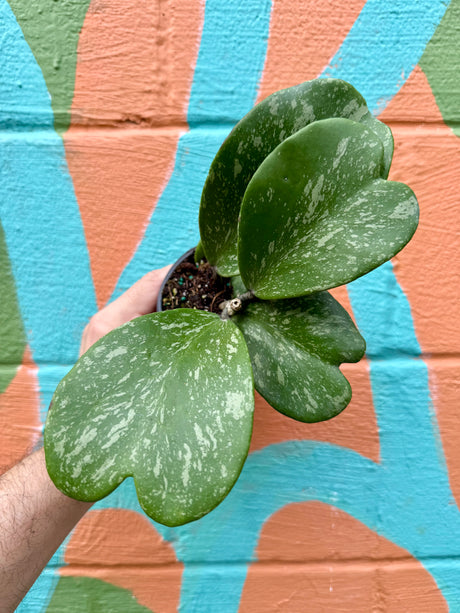 4” Hoya kerrii 'Splash' - Canopy Plant Co.