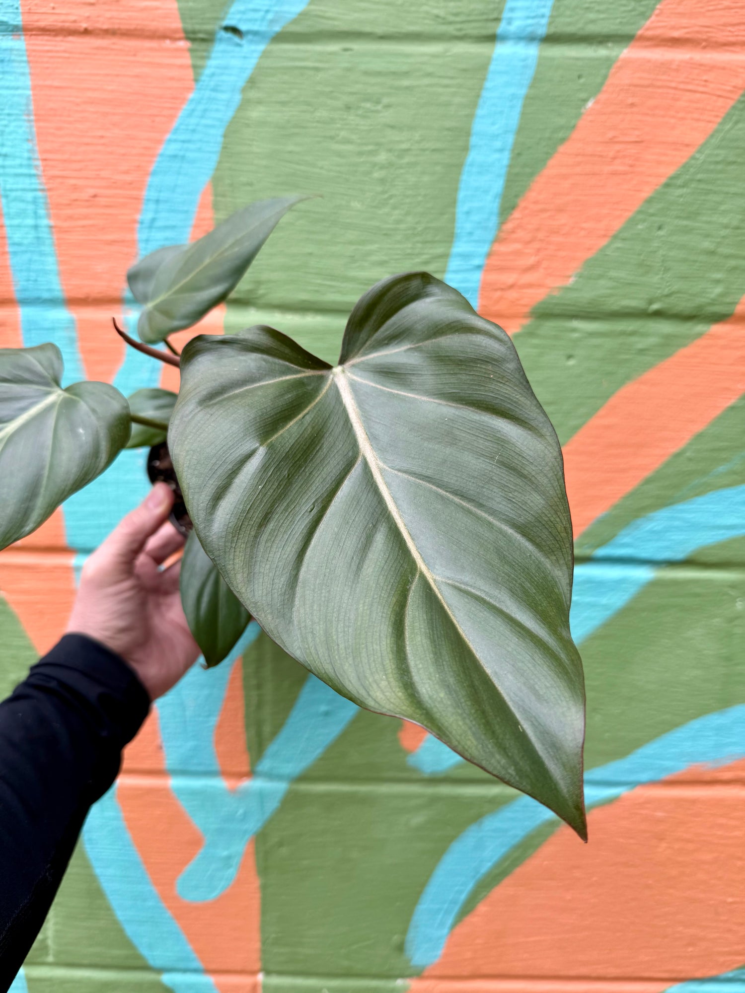 mccolley hybrid philodendron 6" Philodendron 'Summer Glory' (Gloriosum x McColley) – Canopy Plant Co