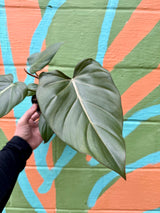 philodendron morning glory 6" Philodendron 'Summer Glory' (Gloriosum x McColley) – Canopy Plant Co