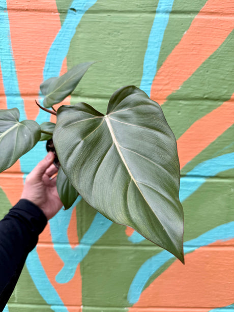 6" Philodendron ‘Summer Glory’ (Gloriosum x McColley)
