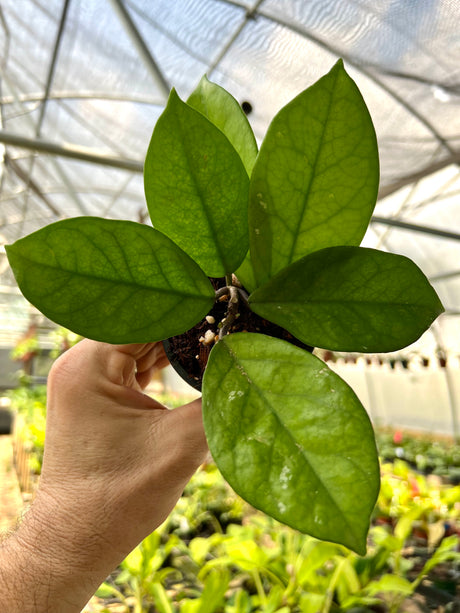 3” Hoya fungii